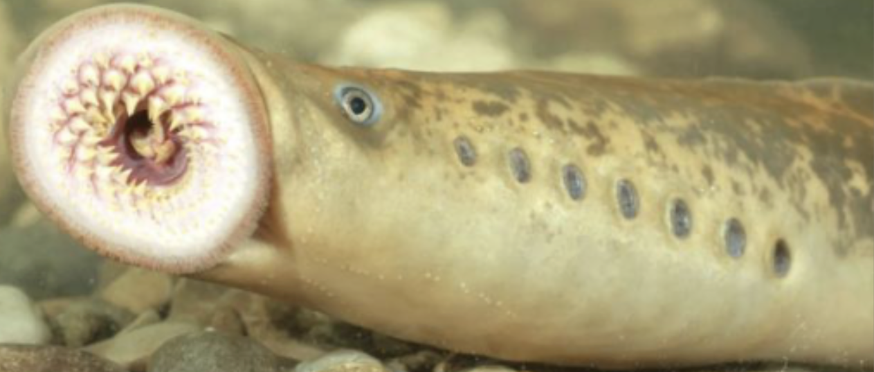 <p>!</p><p>phylum</p><p>subphylum</p><p>class</p><p>order?</p>