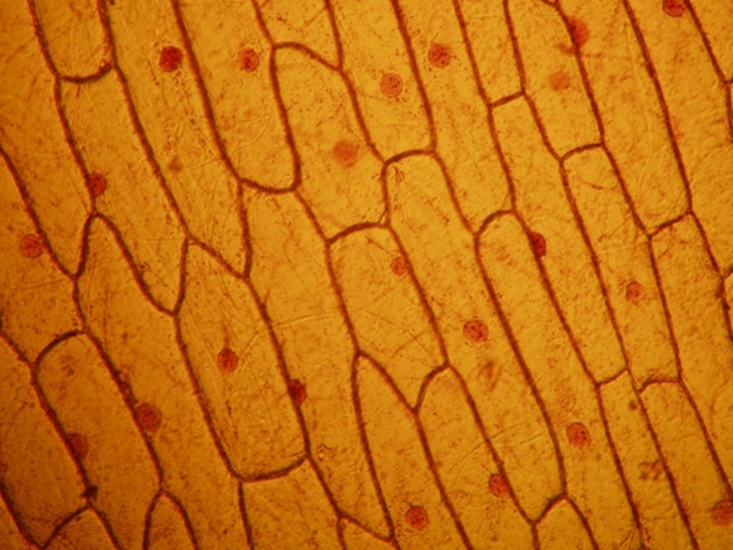 <p>An orange-brown dye that can be used to stain onion cells to make them easily observable</p>