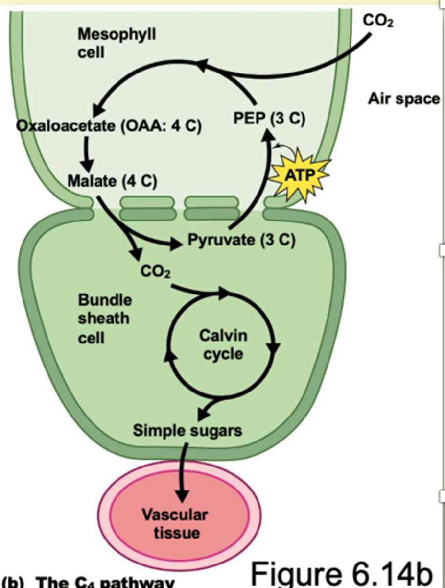 <p>1) mesophyll cells, CO2 reacts with PEP (3 C mol) to produce</p><p>OAA (4 C mol.)</p><p>2) OAA is transformed into a 4-C acid</p><p>3)Organic acids are transported to the bundle sheath cells</p><p>4) Enzymes break them down to form CO2</p><p>5) This CO2 then enters the Calvin Cycle</p>