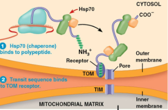 A polypeptide sequence which binds to TOM/TOC and TIM/TIC complexes, causing the protein to be imported into the mitochondrial matrix