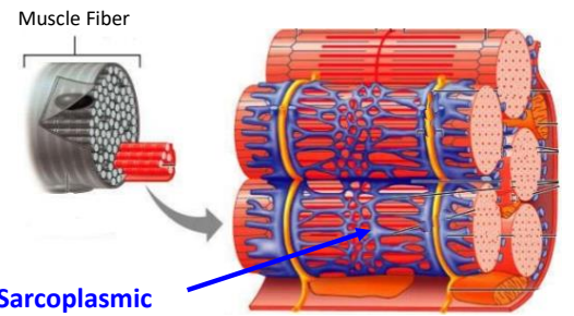 <p>Sarcoplasmic Reticulum </p>