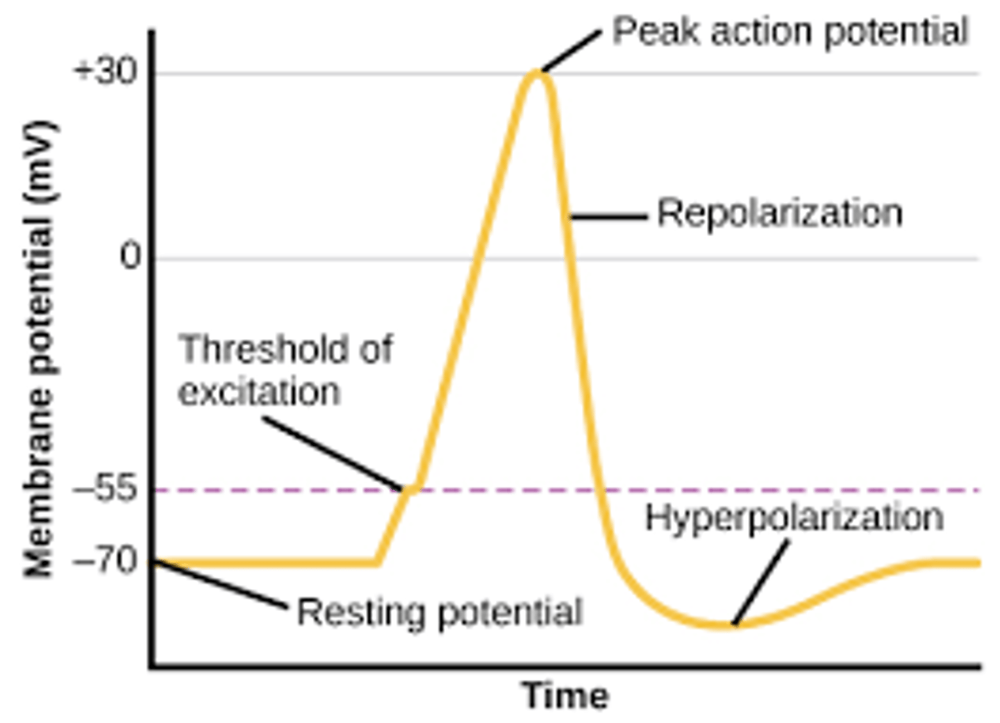 <p>the level an impulse must exceed to cause a neuron to fire</p>