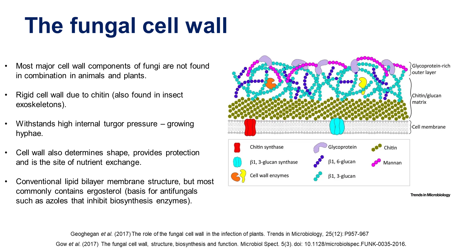 <ul><li><p>thick, rigid chitin inner layer </p></li><li><p>glucan layer </p></li><li><p>glycoprotein-rich outer layer</p></li><li><p>the lipid bilayer normally contains ergosterol</p></li></ul><p></p>