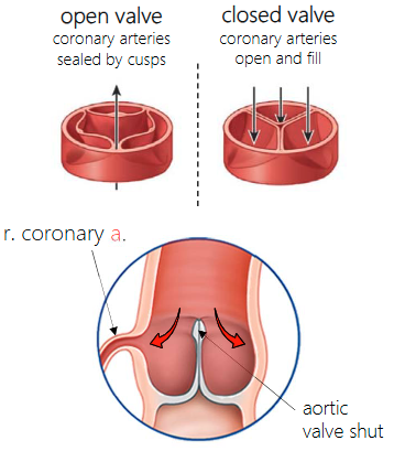 <p>The aortic valve sinuses and coronary arteries fill with blood when the aortic valve shuts, i.e., during ventricular diastole.</p>