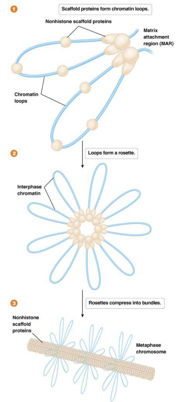 <p><span><span>This model suggests that the chromatin loops, typically 20 to 100 kb in size, are anchored to the chromosome scaffold at specific sites called </span></span><strong>MARs (matrix attachment regions)</strong><span><span> by non-histone proteins. These loops then gather into structures called "rosettes" and are further compressed by non-histone proteins.</span></span></p><p><strong>Metaphase chromatin formation</strong>: compacted 250- fold compared to the 300-nm fiber</p>