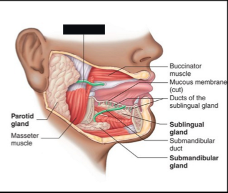 <p>saliva</p>