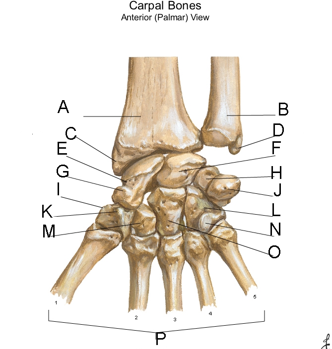 The pisiform is indicated by the letter: