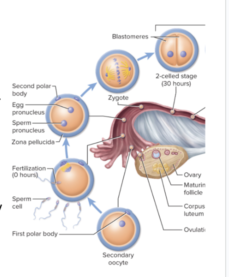 <p>multiple rounds of divisions that occur in the first 3 days while conceptus migrates down the uterine tube</p><ul><li><p>First cleavage occurs within 30 hours after fertilization</p></li><li><p>Zygote splits into two daughter cells (blastomeres)</p></li><li><p>By the time the conceptus arrives in the uterus, it reaches the <u>morula stage</u></p><ul><li><p>About 72 hours after ovulation</p></li><li><p>Morula stage—solid ball of 16 cells </p></li><li><p>Sill no larger than the zygote</p></li></ul></li><li><p>Cleavage produces smaller and smaller blastomeres</p></li><li><p><span style="background-color: transparent;"><span>Morula lies free in uterus for 4 to 5 days</span></span></p><ul><li><p><span style="background-color: transparent;"><span>Divides into 100 cells or so</span></span></p></li><li><p><span style="background-color: transparent;"><span>Zona pellucida disintegrates and releases the conceptus, called the </span><u><span>blastocyst</span></u></span></p></li></ul></li></ul><p></p>