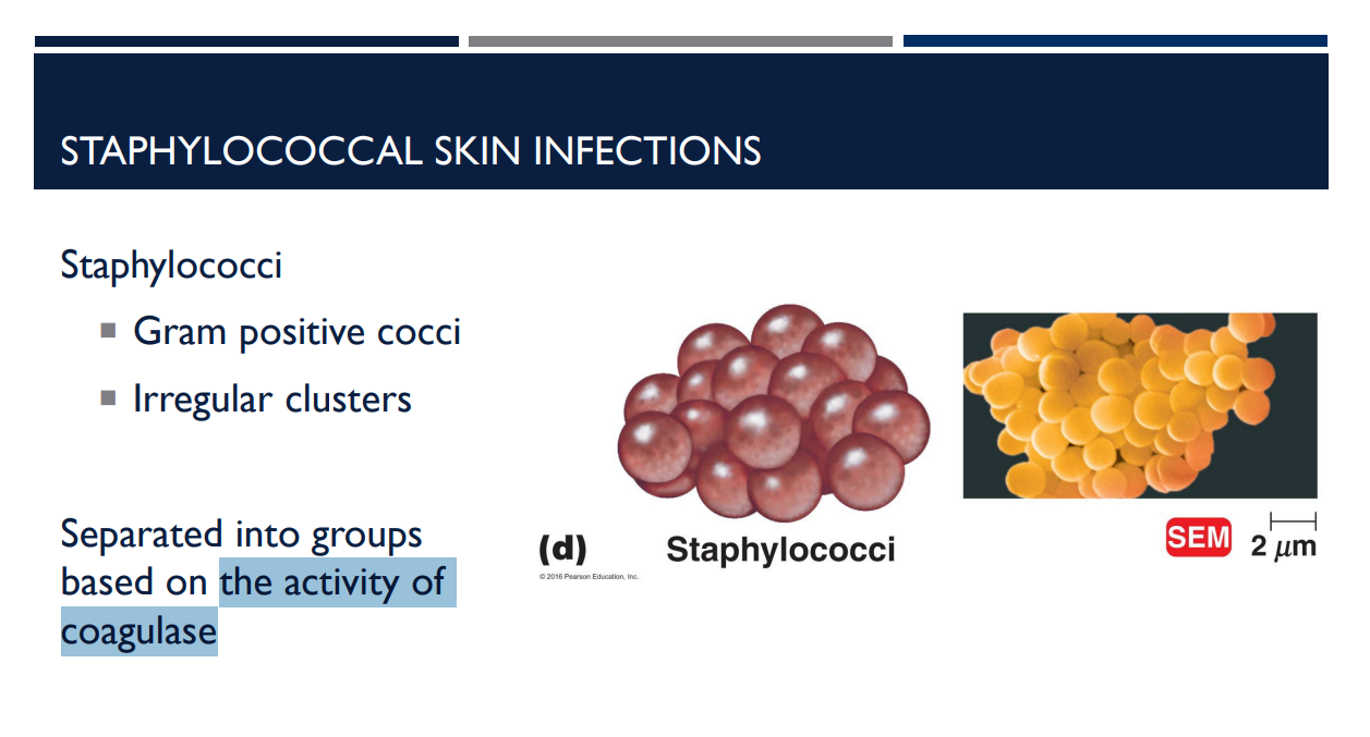 <p>Staphylococcal skin infections are separated into groups based on</p>