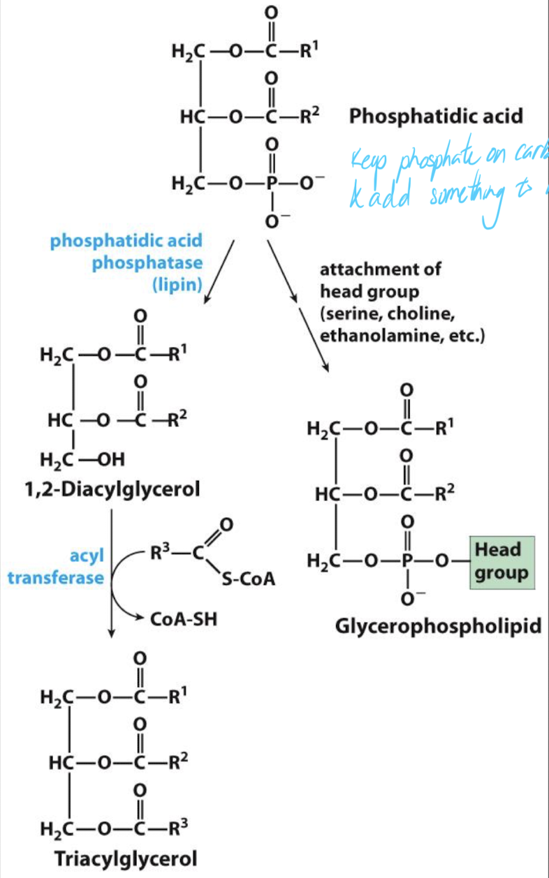 <ul><li><p>Phosphatidic acid (PA) is a key intermediate for TAG synthesis but can also be used in the biosynthesis of glycerophospholipids.</p><ul><li><p>keep phosphate on carbon #3 and add something to it</p></li></ul></li></ul>