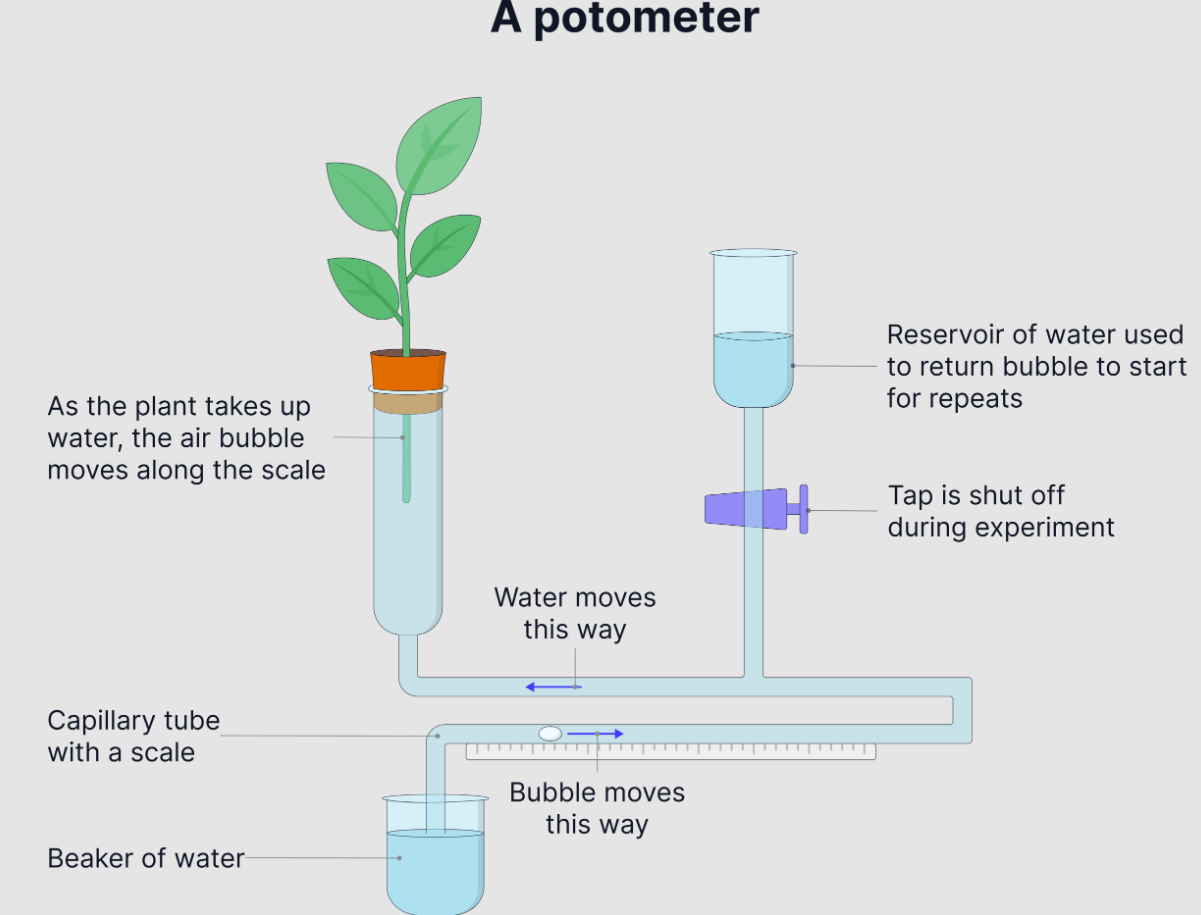 <p>Using potometer </p>