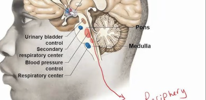 <p>Name the three autonomic centers in the medulla. </p>