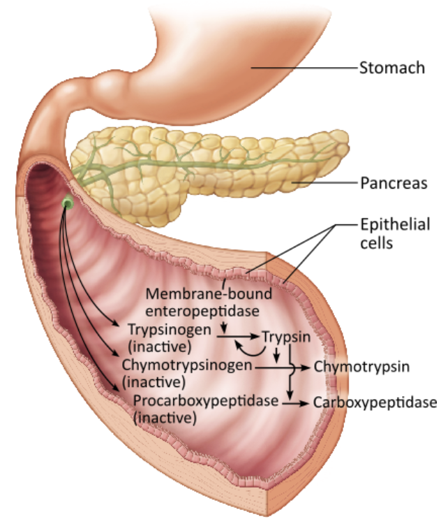 <p><span style="color: purple;"><strong><mark data-color="purple" style="background-color: purple; color: inherit;"><span>Bile duct from the liver &amp; pancreatic duct join at he </span></mark><em><u><mark data-color="purple" style="background-color: purple; color: inherit;"><span>duodenal wall</span></mark></u></em><mark data-color="purple" style="background-color: purple; color: inherit;"><span> and deliver bile and pancreatic juice to the </span></mark><em><u><mark data-color="purple" style="background-color: purple; color: inherit;"><span>intestine</span></mark></u></em></strong></span></p><ul><li><p><strong>Bile</strong></p><ul><li><p><span style="color: red;"><strong><span>Fat emulsifier</span></strong></span></p></li></ul></li><li><p><strong>Pancreatic juice</strong></p><ul><li><p>Supplies most <span style="color: red;"><strong><span>enzymes</span></strong></span> needed to digest <span style="color: blue;"><strong><span>chyme</span></strong></span></p><ul><li><p><span style="color: green;"><strong><span>Proteases </span></strong></span><span style="color: rgb(0, 0, 0);"><span>(for proteins)</span></span><span style="color: green;"><strong><span> </span></strong></span>→ secreted in inactive form to prevent self-digestion</p></li><li><p><span style="color: green;"><strong><span>Amylase </span></strong></span><span style="color: rgb(0, 0, 0);"><span>(for carbohydrates)</span></span></p></li><li><p><span style="color: green;"><strong><span>Lipases </span></strong></span><span style="color: rgb(3, 3, 3);"><span>(for lipids)</span></span></p></li><li><p><span style="color: green;"><strong><span>Nucleases </span></strong></span><span style="color: rgb(5, 5, 5);"><span>(for nucleic acids)</span></span></p></li></ul></li><li><p>Supples&nbsp;<span style="color: red;"><strong><span>bicarbonate</span></strong></span> to neutralize stomach acid&nbsp;</p></li></ul></li></ul><p></p>
