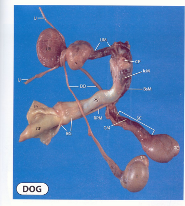 <p>Male Dog anatomy - what is what?</p><p>Features of note?</p>