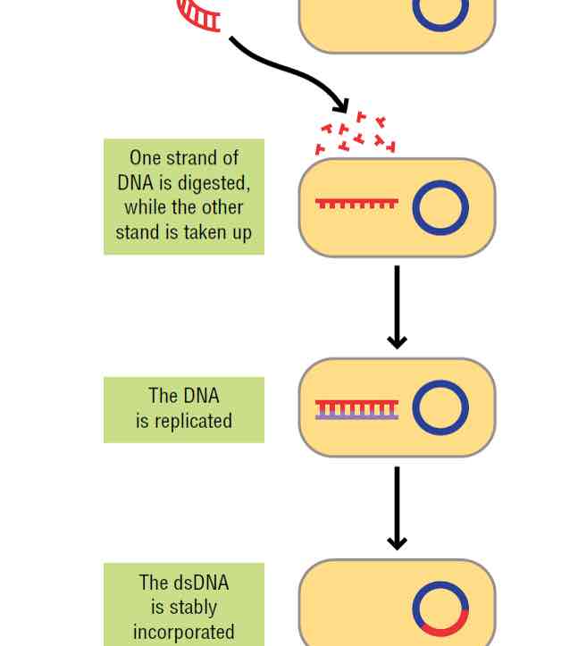 <ol><li><p>Free DNA is digested while the other strand is taken up</p></li><li><p>the DNA is replicated</p></li><li><p>The dsDNA is incorporated</p></li></ol>