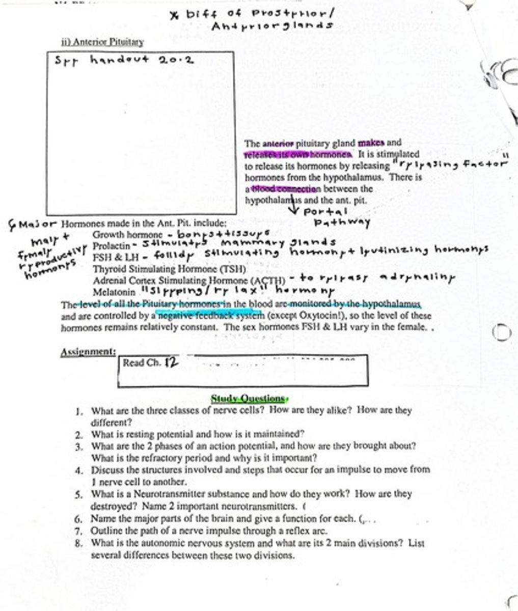 <p>Master gland controlling endocrine functions.</p>
