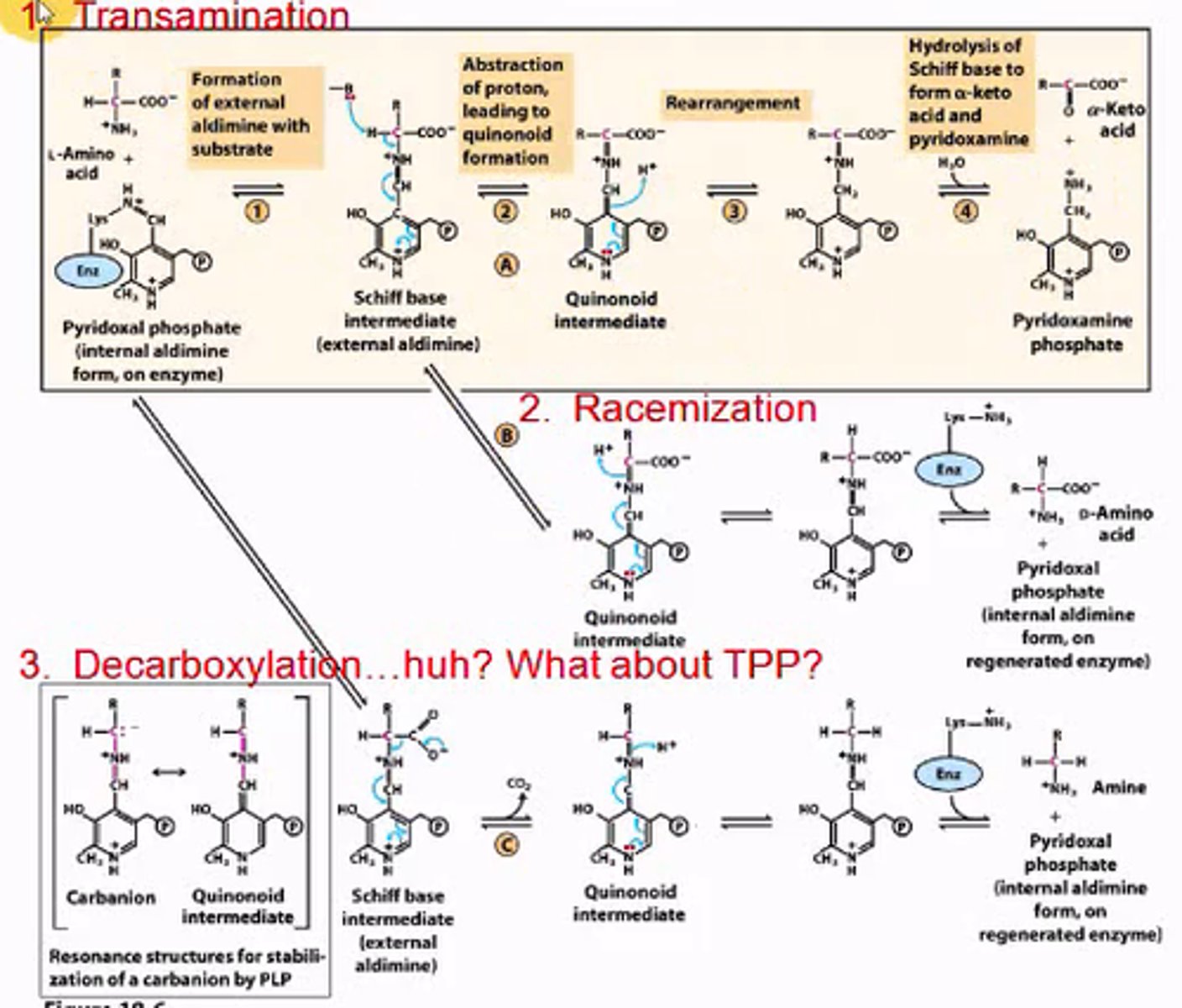 <p>1. Transamination of Amino Acids</p><p>2. Racemization</p><p>3. Decarboxylation (when a nitrogen transfer is involved, otherwise TPP)</p>
