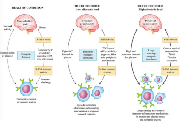 <p>Explain How Allostatic Load Drives Mood Disorders, Considering the Theory of the Selfish Brain and Immune System.</p>