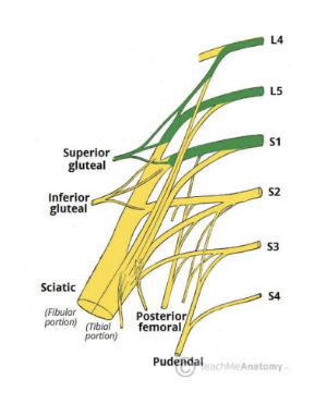 <ul><li><p>1st main branch of Sacral plexus — leaves pelvis via greater sciatic foramen to enter the gluteal region superiorly to piriformis muscle, along with the superior gluteal artery &amp; vein </p></li><li><p>Roots — L4, L5, S1</p></li><li><p>Motor functions — innervates gluteal minimus, gluteus medius, &amp; tensor fascia lata</p></li><li><p>Sensory functions — none </p></li></ul>
