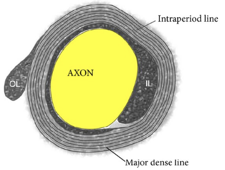 <p>What is the<span style="color: green"> <strong>intraperiod line</strong></span><strong> </strong>in <span style="color: #04e5aa"><strong>myelin</strong></span></p>