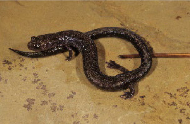<p>Plethodon electromorphus</p>