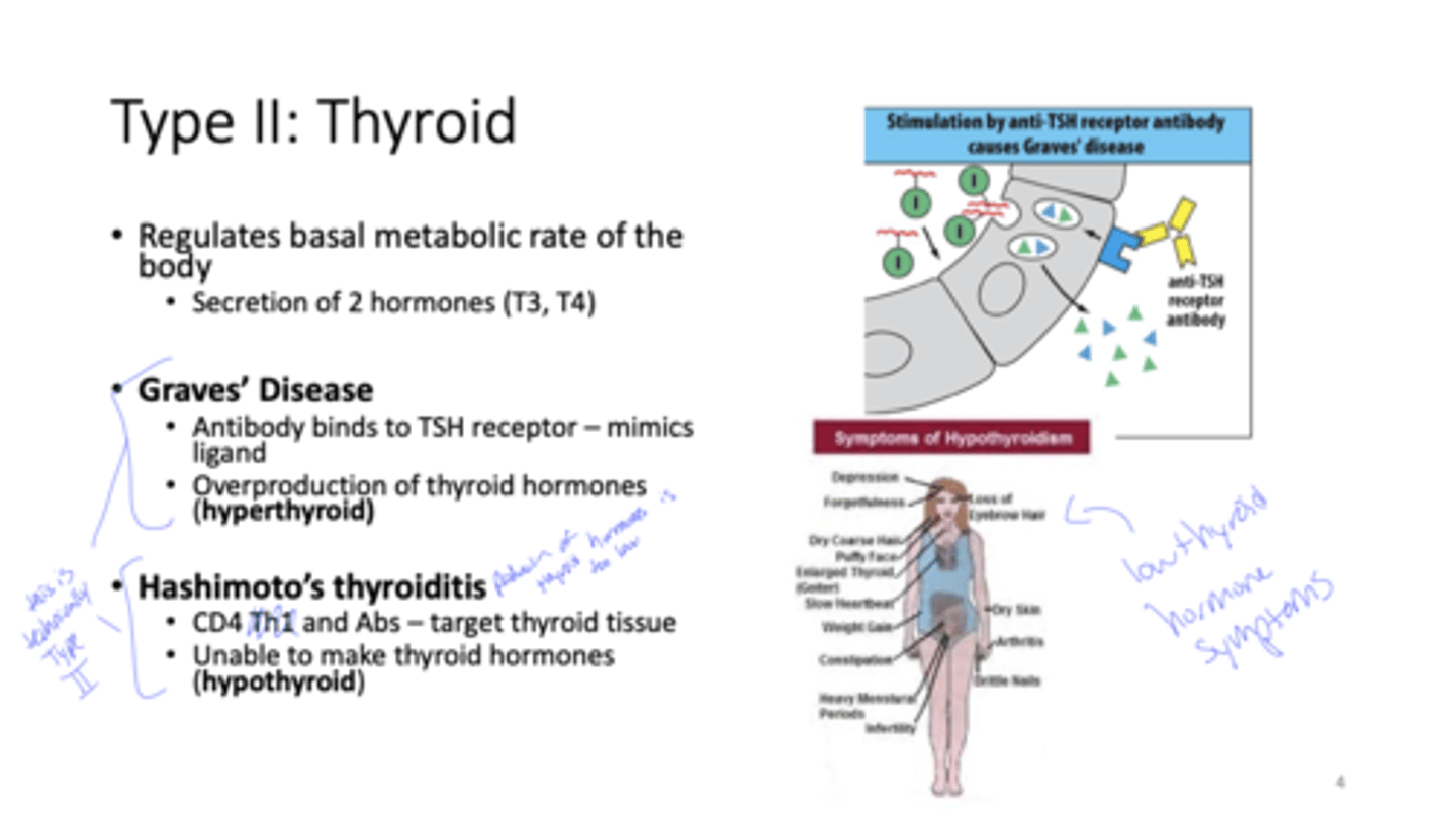 <p>Q: What does the thyroid regulate in the body?</p>