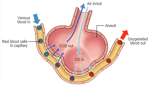 <ul><li><p>happens due to diffusion</p></li><li><p>gases move from a high concentration to low concentration region</p></li><li><p>oxygen diffuses from the air in the lungs to the bloodstream. </p></li><li><p>At the same time, carbon dioxide diffuses from the blood to the air in the lungs</p><ul><li><p>from where it is blown out of the body the next time a person exhales as shown in the diagram to the right.</p></li></ul></li></ul><p></p>