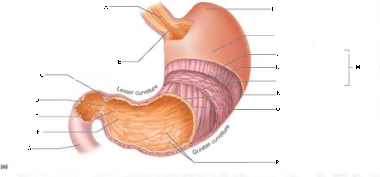 <p>M.</p>