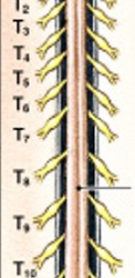 <p>What part of the spinal cord is:</p><ul><li><p>Groove on the posterior side</p></li></ul><p></p>