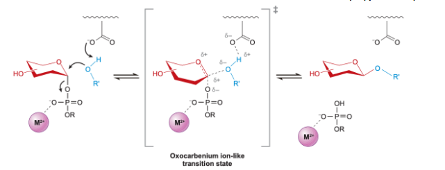 <p>S<sub>n</sub>2 like; opposite stereochem</p>