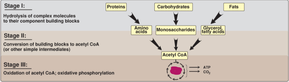 <p>Fill in the stages of metabolism.</p>