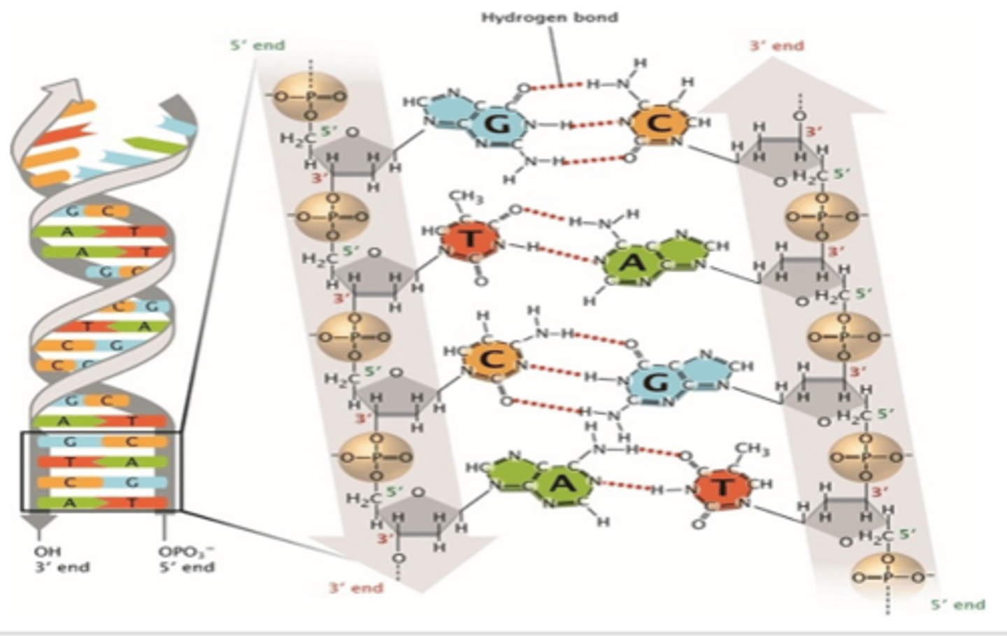 Biochemistry Yr2 Nucleic Acids Quizlet Flashcards Knowt