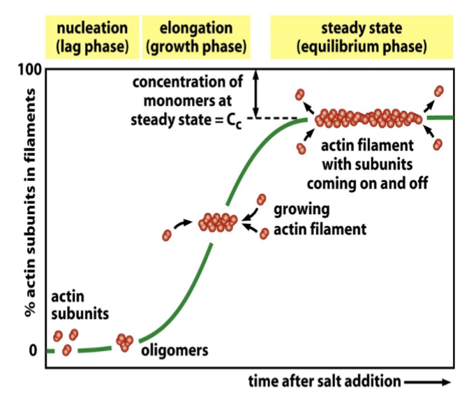 <p>Function of actin binding proteins also explored with other biochemical methods such as immunoprecipitation, immuno-localization, live imaging, and TIRF microscopy.</p><p>1) Set up a reaction including the chemical monomer in a transparent vessel (cuvette) with or without “factor X”</p><p>2) Follow intensity of emitted fluorescence</p><p>3) Compare time of different phases, slopes, equilibrium, rates of change in the growth phase</p>