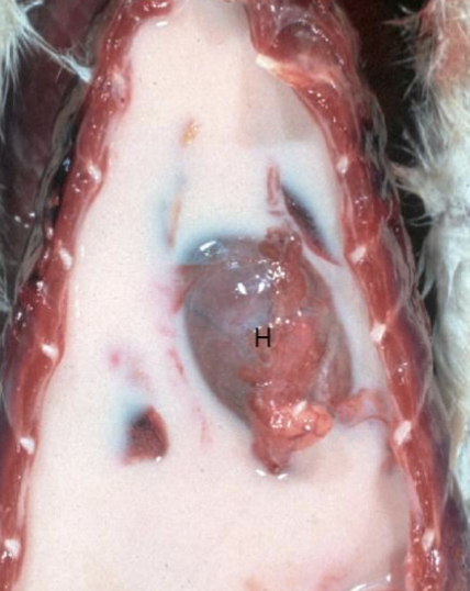 <p>What vessel in dogs and cats can rupture, leading to a chylothorax?</p>