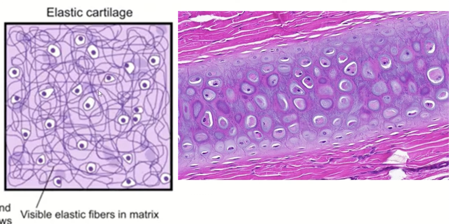 <p>elastic cartilage</p>