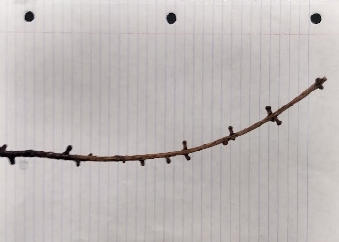<p>leaves on short shoots</p>