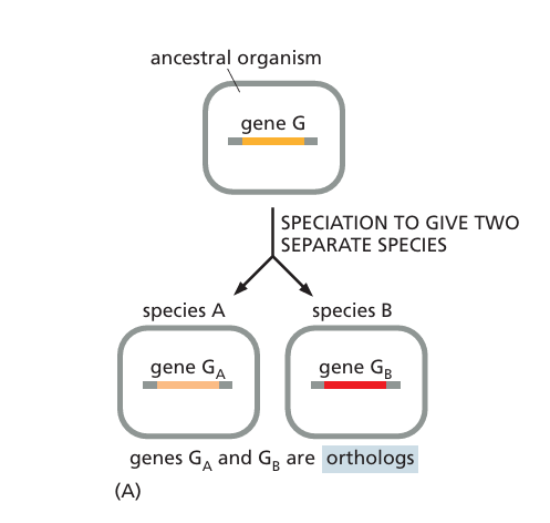 <p>Genes in <mark data-color="yellow" style="background-color: yellow; color: inherit">two separate species</mark> that derive from the <mark data-color="yellow" style="background-color: yellow; color: inherit">same ancestral gene</mark> in the last common ancestor of those two species</p>