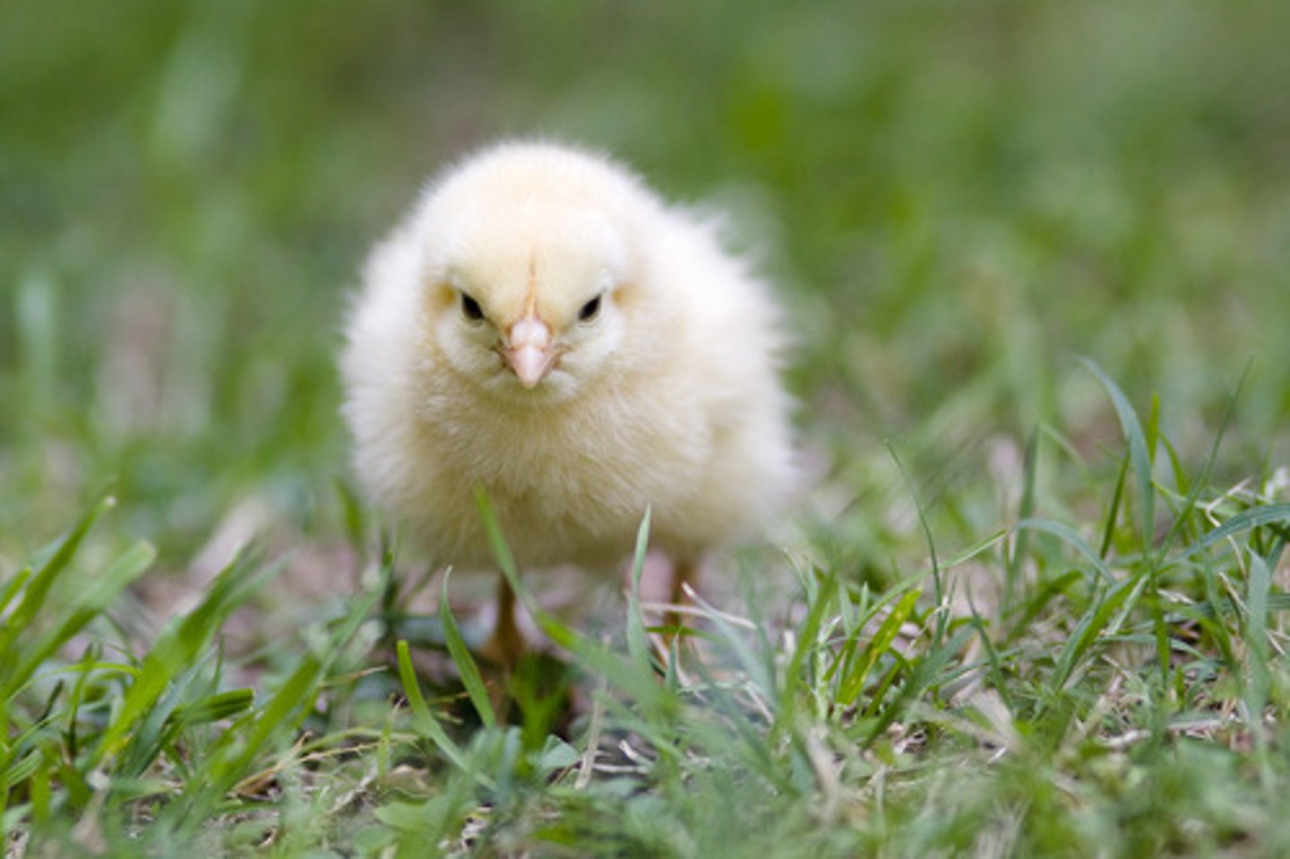 <p>chick</p>