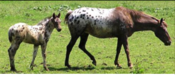 <p><span style="color: rgb(5, 4, 4);"><span>Origin: United States</span></span><span style="color: rgb(5, 4, 4);"><br></span><span style="color: rgb(5, 4, 4);"><span>(likely of Spanish descent)</span></span><span style="color: rgb(5, 4, 4);"><br></span><span style="color: rgb(5, 4, 4);"><span>Color: Mottled coat and skin pattern</span></span><span style="color: rgb(5, 4, 4);"><br></span><span style="color: rgb(5, 4, 4);"><span>White sclera of eyes</span></span><span style="color: rgb(5, 4, 4);"><br></span><span style="color: rgb(5, 4, 4);"><span>Striped hooves</span></span><span style="color: rgb(5, 4, 4);"><br></span><span style="color: rgb(5, 4, 4);"><span>Body: 14-16 hands</span></span><span style="color: rgb(5, 4, 4);"><br></span><span style="color: rgb(5, 4, 4);"><span>Traits: Distinctive color pattern</span></span><span style="color: rgb(5, 4, 4);"><br></span><span style="color: rgb(5, 4, 4);"><span>Purpose: Riding and working</span></span></p>