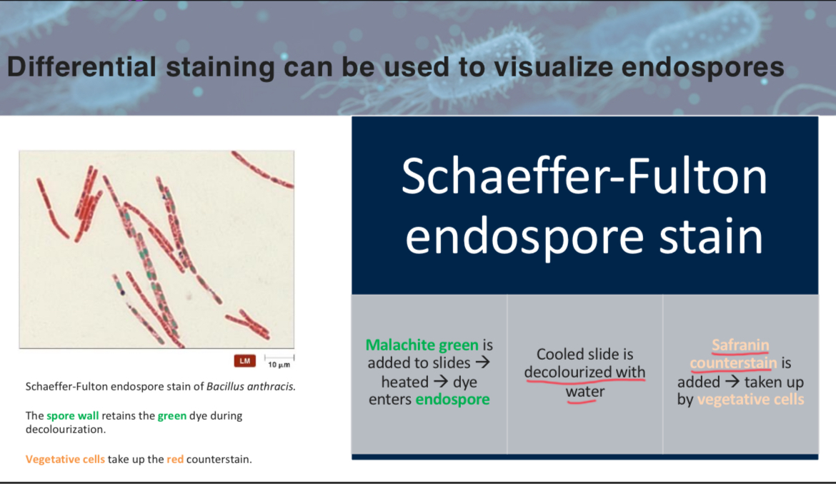 <p>C</p><p>attach slide 4 w3p4</p>