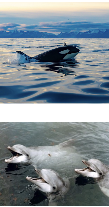 <p>Order? Family? </p>