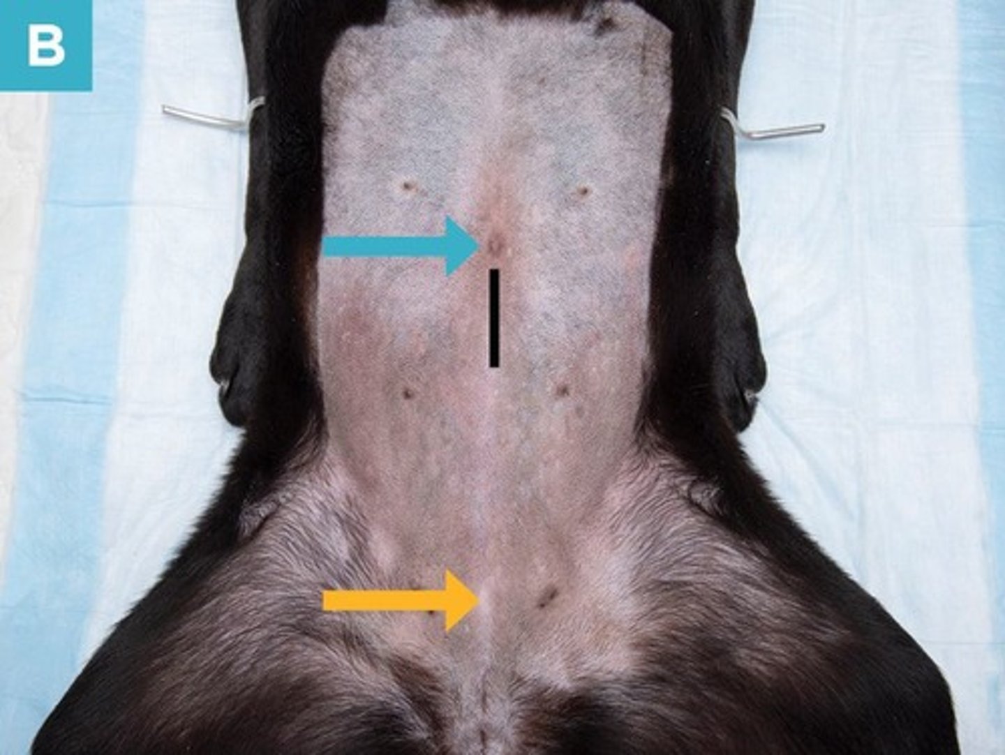 <p>Ovariohysterectomy via ventral midline or flank incision.</p>