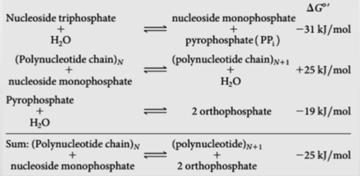 <p>Hydrolysis of nucleoside triphosphate into nucleoside monophosphate + PPi (-31 kJ/mol)</p><p>also pyrophosphate + water into 2 orthophosphate (-19 kJ/mol)</p>