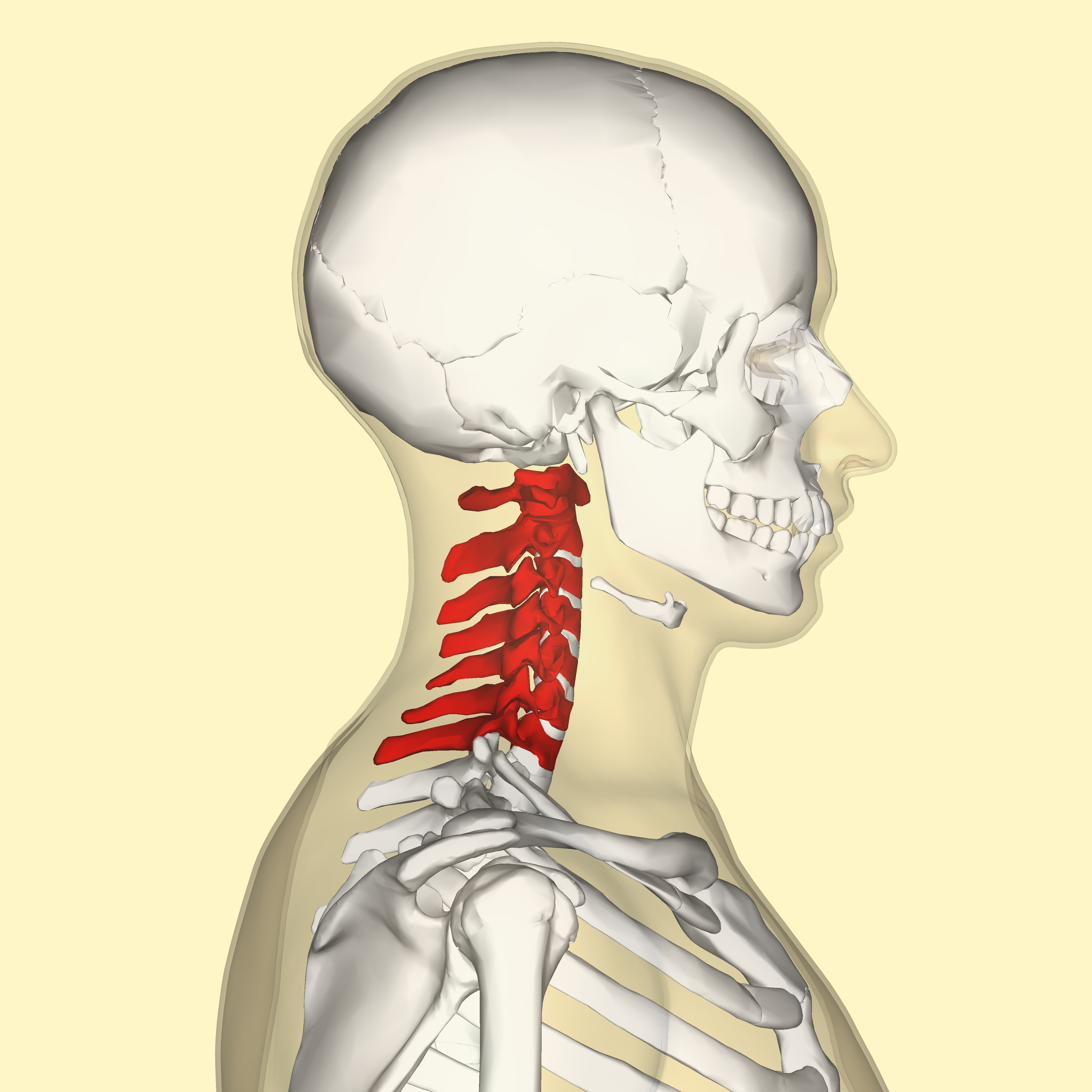 <p>The first 7 vertebra in the vertebral column</p>