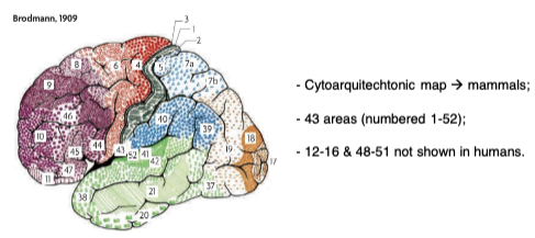 <p>Attention-Systems Model: Brodmann Areas (1909)</p>