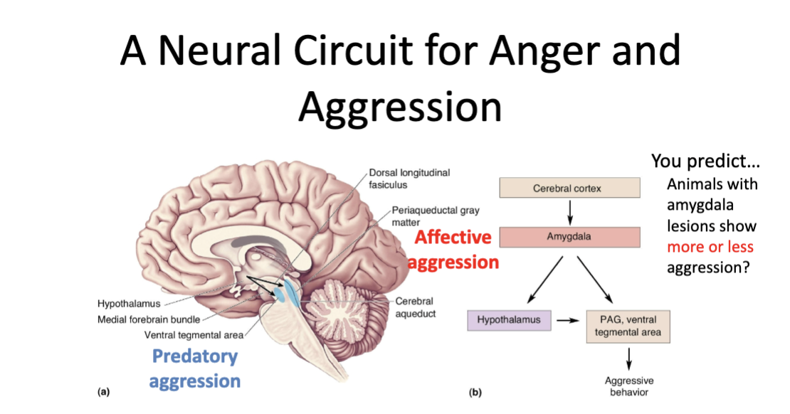 <p>Cortex → Amygdala → medial hypothalamus → dorsal longitudinal fasciculus → PAG → affective aggression<br>(Defensive, threatening, high-autonomic arousal)</p>
