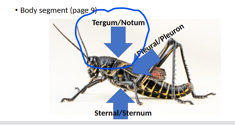 <p>Body Segment</p>