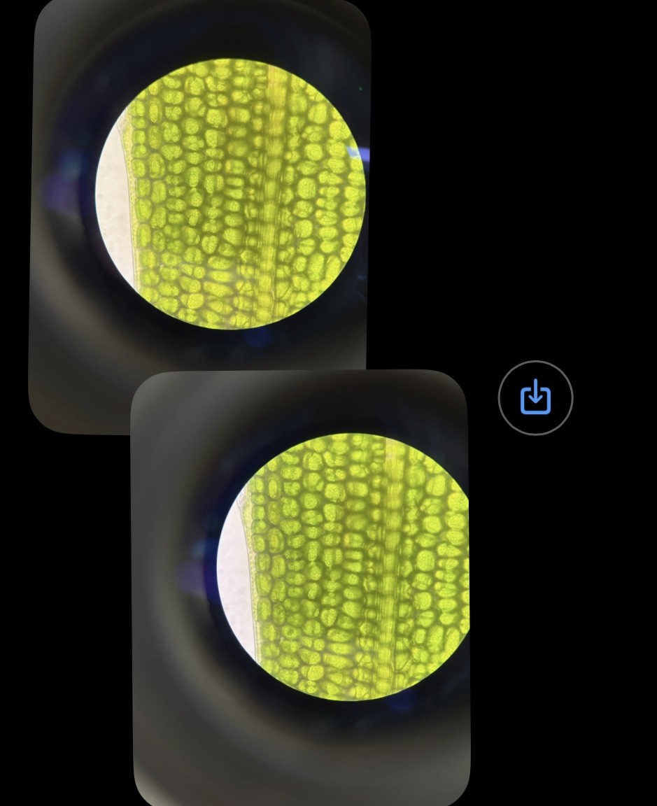 <p>What is the organism and is it prokaryotic or eukaryotic? State if photosynthetic</p>