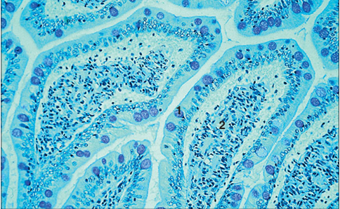 <p>Identify the structure:</p><p>Specie:</p><p>Parts:</p><p>1.__ 2.__ </p><p>Stain used:</p>