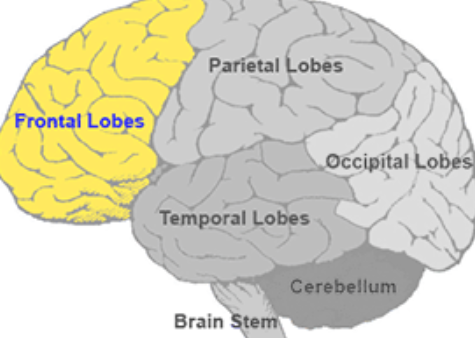 <ul><li><p><span><strong><u><span>Interprets smell, motor functions, mood, emotions, foresight, and memory</span></u></strong></span></p></li><li><p><strong><u><span>manage thinking, emotions, personality, judgment, self-control, muscle control and movements, memory storage and more.</span></u></strong></p></li><li><p><strong><u><span>anything you do that involves thinking or conscious action relies on abilities contained within your frontal lobe.</span></u></strong></p></li><li><p><strong>Reasoning</strong>: This includes simple and complex processing of information. Logic, reasoning, judgment, decision-making and creativity all fall into this category.</p></li><li><p><strong>Social understanding</strong>: Your frontal lobe controls your understanding of social norms and helps determine what you should and shouldn’t do or say.</p></li><li><p><strong>Executive functions</strong>: Some examples of these include self-control and inhibitions, attention span and working memory.</p></li><li><p><strong>Voluntary muscle movements</strong>: These are intentional movements, such as moving your hand to pick something up or moving your legs to stand up and walk around. Your frontal lobe also contains the brain area that controls the muscles you use for speaking.</p></li><li><p><strong>Learning and recalling information</strong>: This is your brain’s ability to process and learn new <span>information for later use. Your frontal lobe also helps retrieve information later.</span></p></li></ul><p></p>